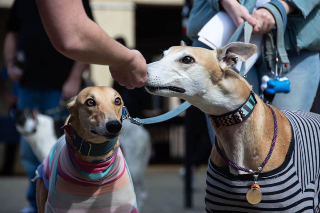Greyhounds racing around an outdoor track during a race
